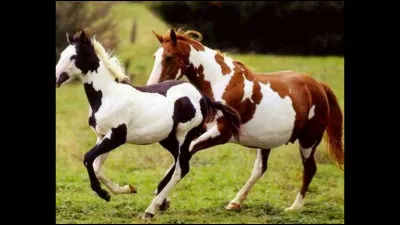 Quelles sont les panachures de ces chevaux ?