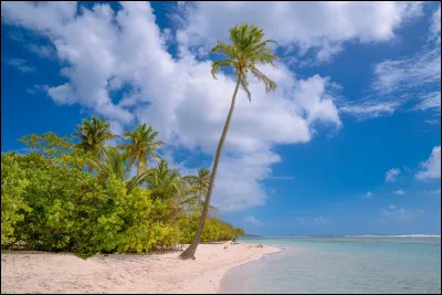 Poursuivons notre voyage avec la célèbre Guadeloupe. Toujours dans les Petites Antilles, nous sommes sur une île célèbre française et touristique. Son chef-lieu est Basse-Terre. Une bonne fois pour toutes : où se situe la Guadeloupe par rapport à la Martinique ?
Indice : comme la Dominique est située __ _____ de Sainte-Lucie.