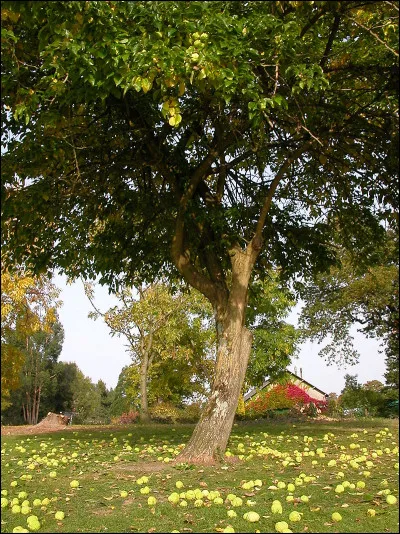 Dans ce parc vous pouvez voir un oranger des Osages, un arbre originaire d'Amérique du Nord.
