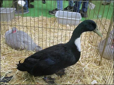 Petit aparté culinaire > Vous imaginez bien qu'à force de voir batailler et trancher des gorges, on ait pu inventer ici - avec un volatile né tout exprès à Duclair - la recette du ...