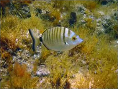 Sa comme sar : quel est l'autre nom de ce poisson ?