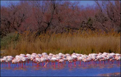Kenya - Notre prochaine étape est la région naturelle de Camargue, dans le Sud de la France ! On pourrait y assimiler la réserve nationale du Masai Mara, au Kenya. En parlant de ça, quel est cet animal visible sur les images de réponses, dont la population culmine à 70 000 individus dans cette réserve kényanne nationale ?