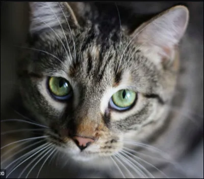 Quel est ton animagus ?