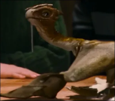 Quel animal fantastique es-tu ?