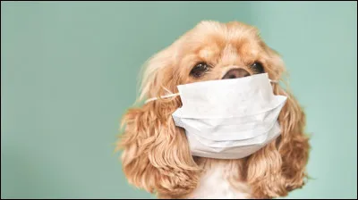 "Danny the Dog" est un film interprété par Jackie Chan.