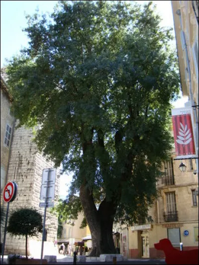 Pas de guerre de Cent Ans ici - car les Anglais préfèrent les promenades - mais d'Italie : la Provence passe aux mains de ..., mais François 1er y passe et donne ... (1538).