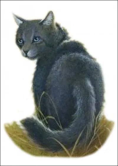 Qui est/sont le/les frère/frères de Museau Cendré ?