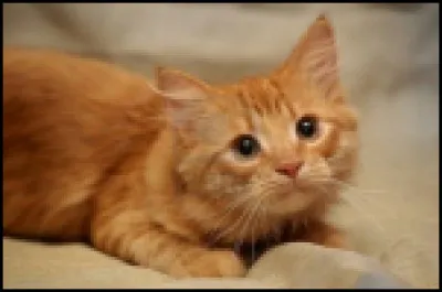 Question facile : qui est déjà guerrier quand Étoile de Feu vient dans le clan du Tonnerre ?