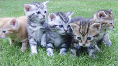 Qui sont les élus de la prophétie de Minuit ? (1)