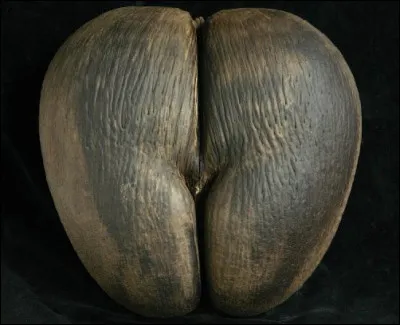 Cul comme cul brun : qu'est-ce que c'est ?