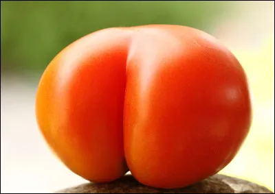 Cul comme cul d'or : qu'est-ce qu'un bulbul cul-d'or ?