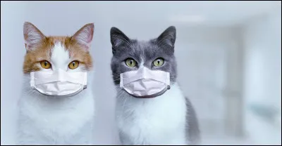 L'animal qui te correspond le plus :