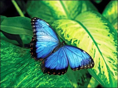 Quelle membre ce papillon représente-t-il ?