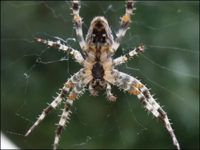 Lequel de ces romans n'est pas de René Barjavel ?