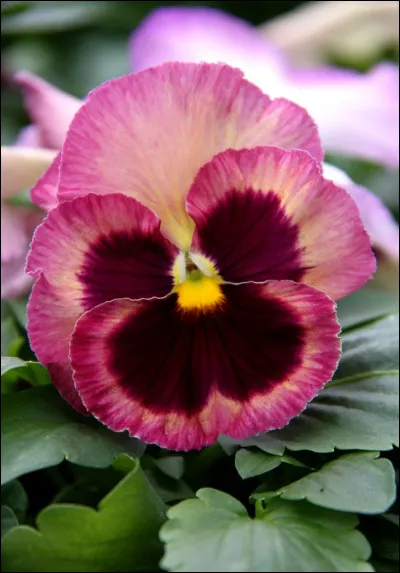 Quelle fleur apercevons-nous ici ?