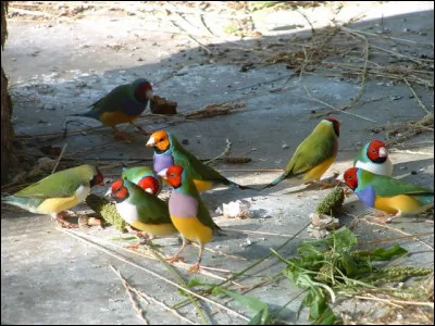 Par quel mot d&eacute;signe-t-on l'&eacute;levage des oiseaux ?