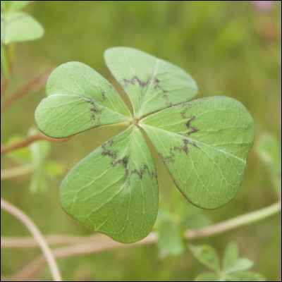 Quelle est la capitale de l'Irlande ?