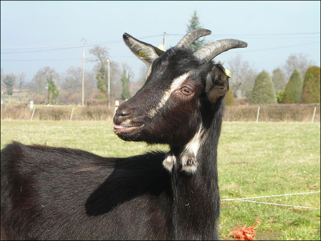 La chèvre du Poitou est une race locale, issue du terroir [lequel ?] La légende voudrait qu'elle fut dans les bagages des ... avant leur défaite de 732 !