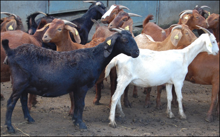 La chèvre "Péi", au nom un peu énigmatique aux "Zoreilles", est un animal aux origines particulières : pourquoi ?