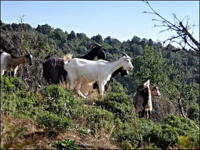 Elle n'a &eacute;t&eacute; reconnue, en tant que race, qu'en 2005 ! Pourtant, cette ch&egrave;vre [laquelle ?] est arriv&eacute;e dans l'&icirc;le il y a au moins ...