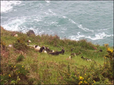 &Agrave; partir d'animaux l&acirc;ch&eacute;s, elles constituent, depuis les ann&eacute;es 70, un cheptel sauvage aux abords ...