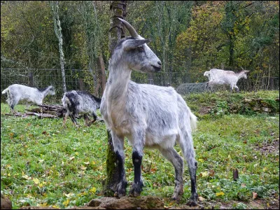 Championne (presque) toutes cat&eacute;gories par son poids (65 kg) et sa taille (70 cm au garrot), elle ne passe pas, avec ses gros sabots, que par ...