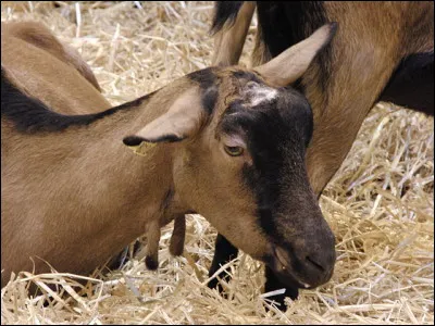 Elle aussi est une vedette de l'&eacute;levage fran&ccedil;ais : plut&ocirc;t qu'&agrave; une formule 1, on pourrait la comparer &agrave; une sp&eacute;cialiste du rallye. C'est ...