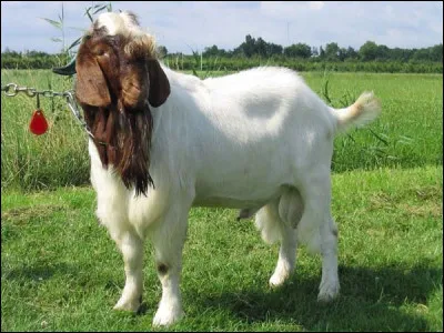 Elle aurait pu devenir l'embl&egrave;me, &agrave; la place du springbok, de son pays d'origine [lequel ?] : elle a su conqu&eacute;rir une petite part des &eacute;leveurs fran&ccedil;ais depuis 30 ans.