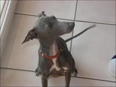 Comment s'appelle la partie blanche ?