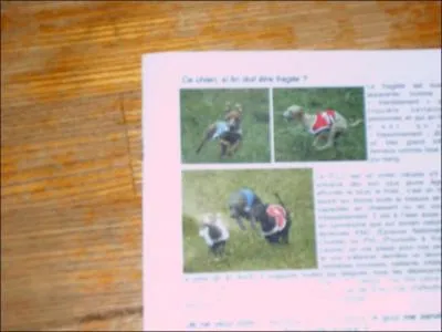 Jusqu' combien de km/h peut courir un lvrier italien ?