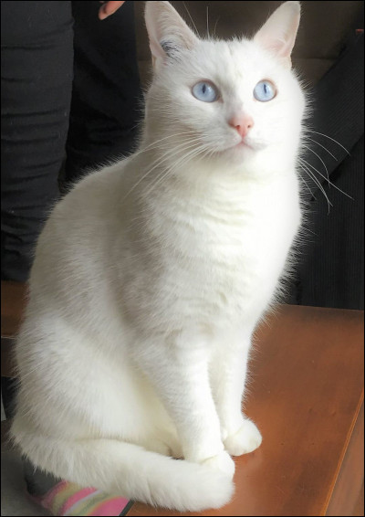 Comment s'appelle ce chat blanc qui se trouve dans beaucoup de vidéos ?