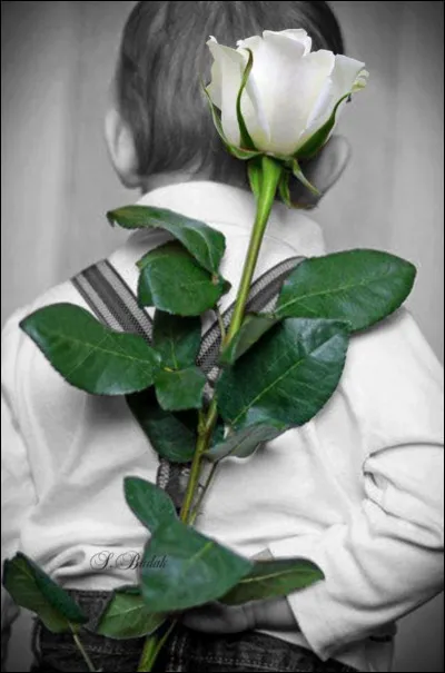 De quelle couleur est la célèbre rose Baccara ?