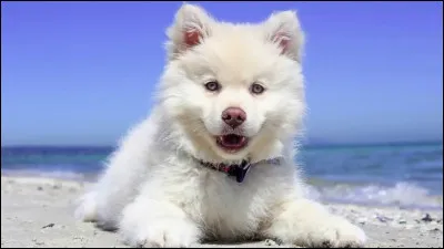 Vrai ou faux : cette race de chiens fait partie des races de chiens les plus belles et plus recommand&eacute;es du monde 2020 :