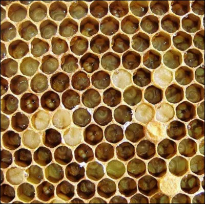 La Trosophobie est la peur des trous.