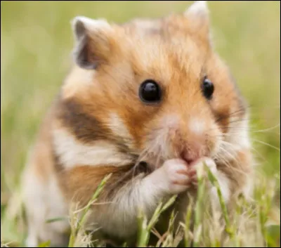 Le hamster de Roborovski a une espérance de vie de 3 ans en moyenne.