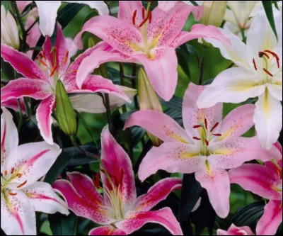 Ce sont des protéas.