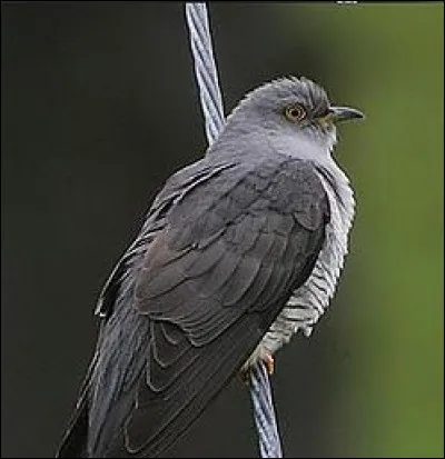 Tout le monde connait le coucou et sa particularit&eacute; de pondre dans le nid des autres. Mais existe-t-il d'autres animaux qui pratiquent de m&ecirc;me ?