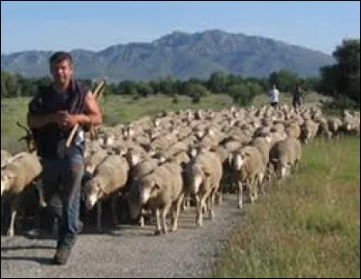 Que faut-il ajouter au mot "trans" pour d&eacute;signer le fait de d&eacute;placer un troupeau d'animaux d'un endroit vers un autre ?