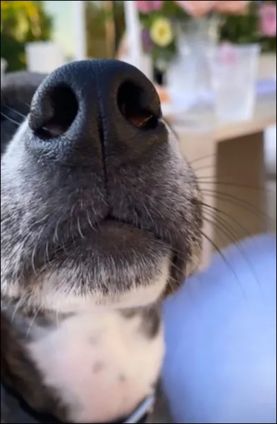 Combien a-t-elle de chiens ?