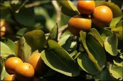 Quels sont les bienfaits de l'ignatia amara, préparé à partir de la fève de Saint Ignace ?