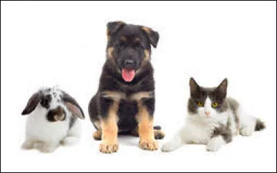 À quel animal appartient la race du Grand Münsterländer ?