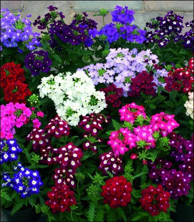 Que soulage une infusion de verveine ?