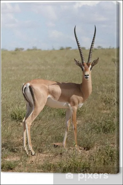Quelle est la particularit&eacute; de la gazelle ?