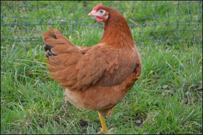 Pour commencer, quelle est la principale espèce de poule d'élevage en France et qui produit des ufs comestibles ?