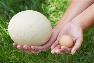 Quel animal actuel pond les plus gros œufs ?
