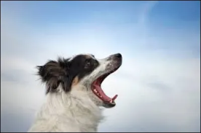 Lequel de ces mots est un synonyme de "jappement" ?