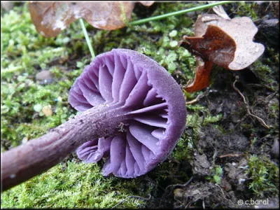 Com, comme "comestible" : Lequel de ces champignons est un bon comestible ?