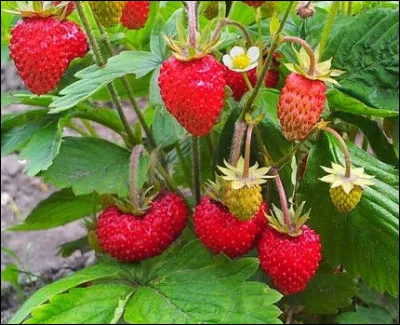 Qu'est-ce qu'une plante remontante ?