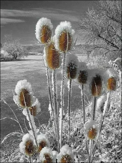 Quel phénomène atmosphérique appelle-t-on "jour blanc" en montagne ? (photo uniquement décorative)