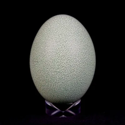 Combien d'ufs la femelle pond-elle ?